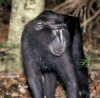 black sulawesi macaque