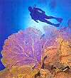 diver and sea fans