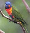 rainbow lorikeet