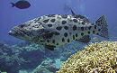 potato cod
