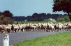 sheep on road