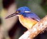 axure kingfisher