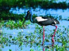 black-necked stork
